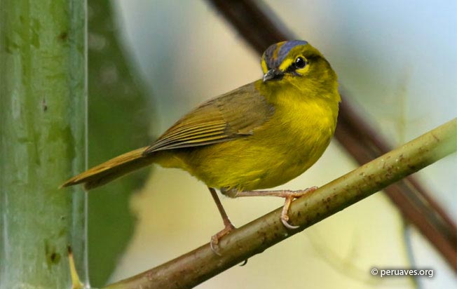 Two-banded Warbler (Basileuterus Bivittata) - Peru Aves